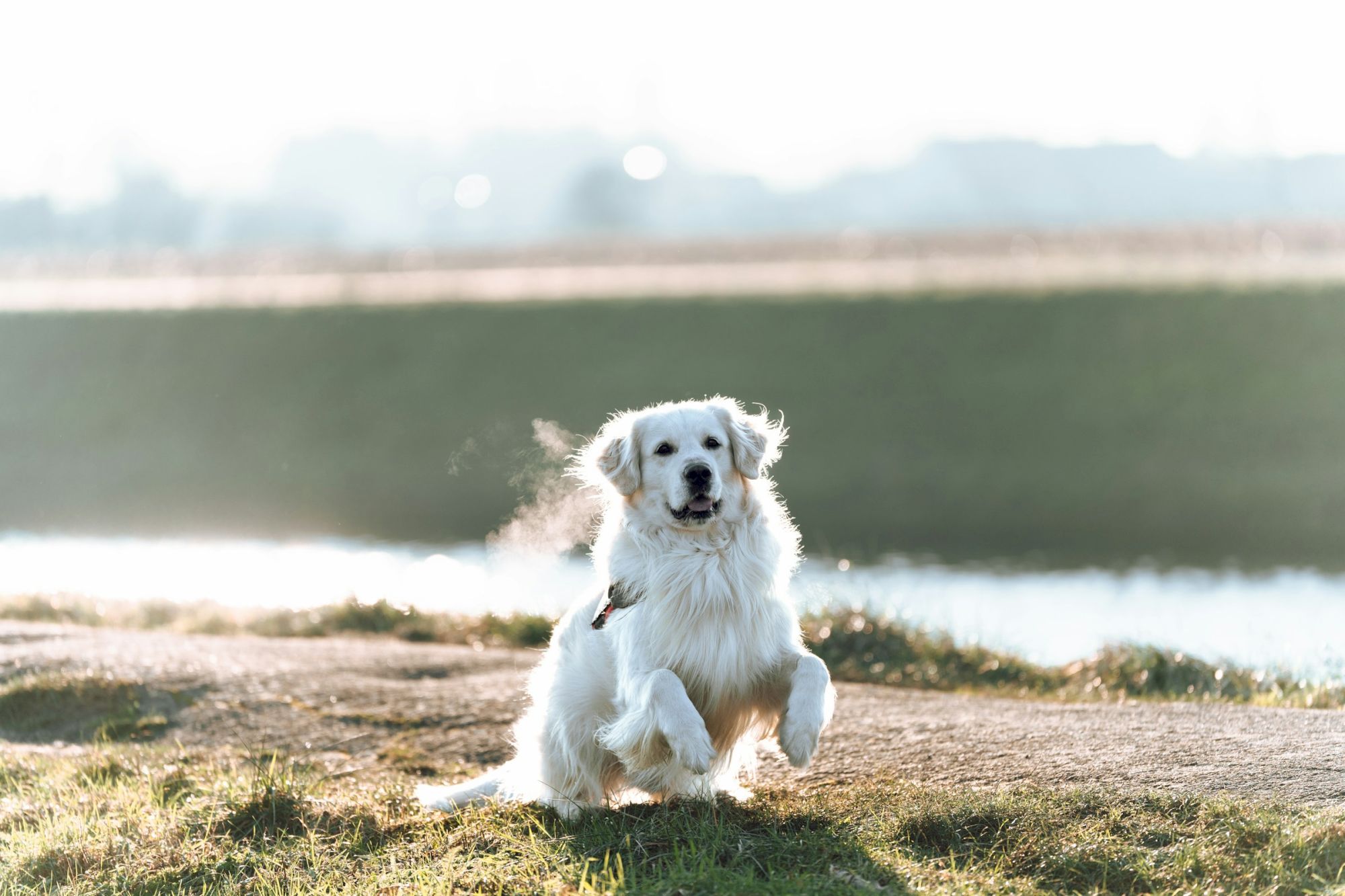 A fluffy white dog running toward the camera on a dirt path by a water body, sunlight glow behind.